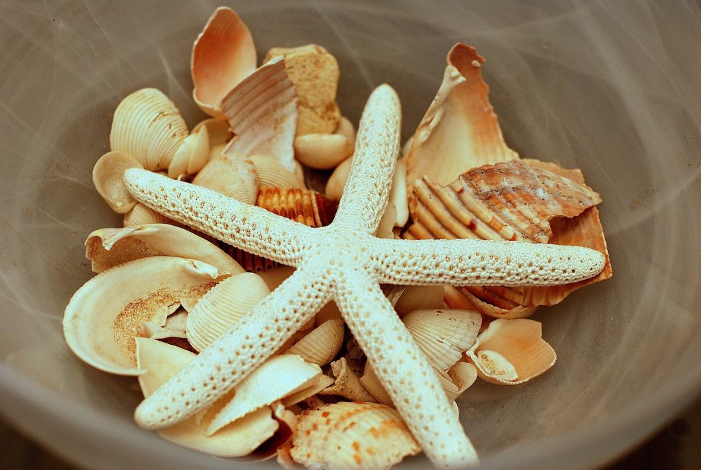 sea, shells, beach-675054.jpg